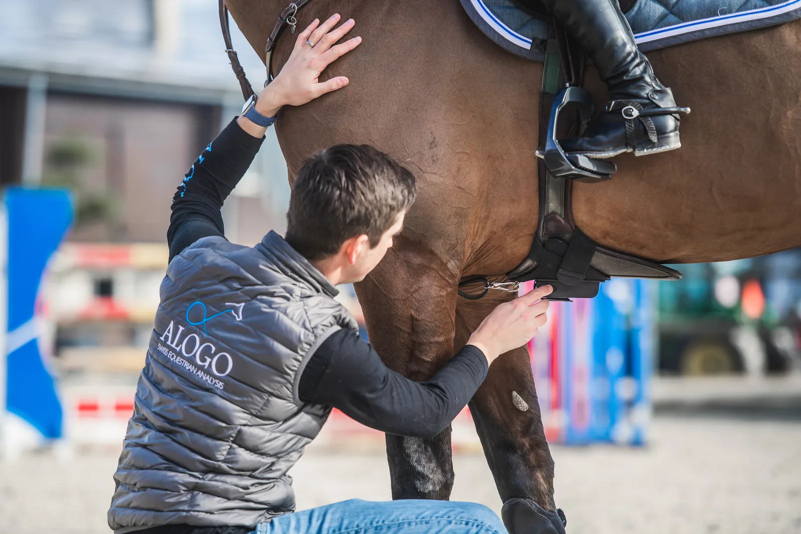 Attaching the Alogo Move Pro sensor to the girth with the rider mounted, at a show warm-up